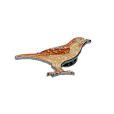 Eurasian Wryneck Enamel Pin